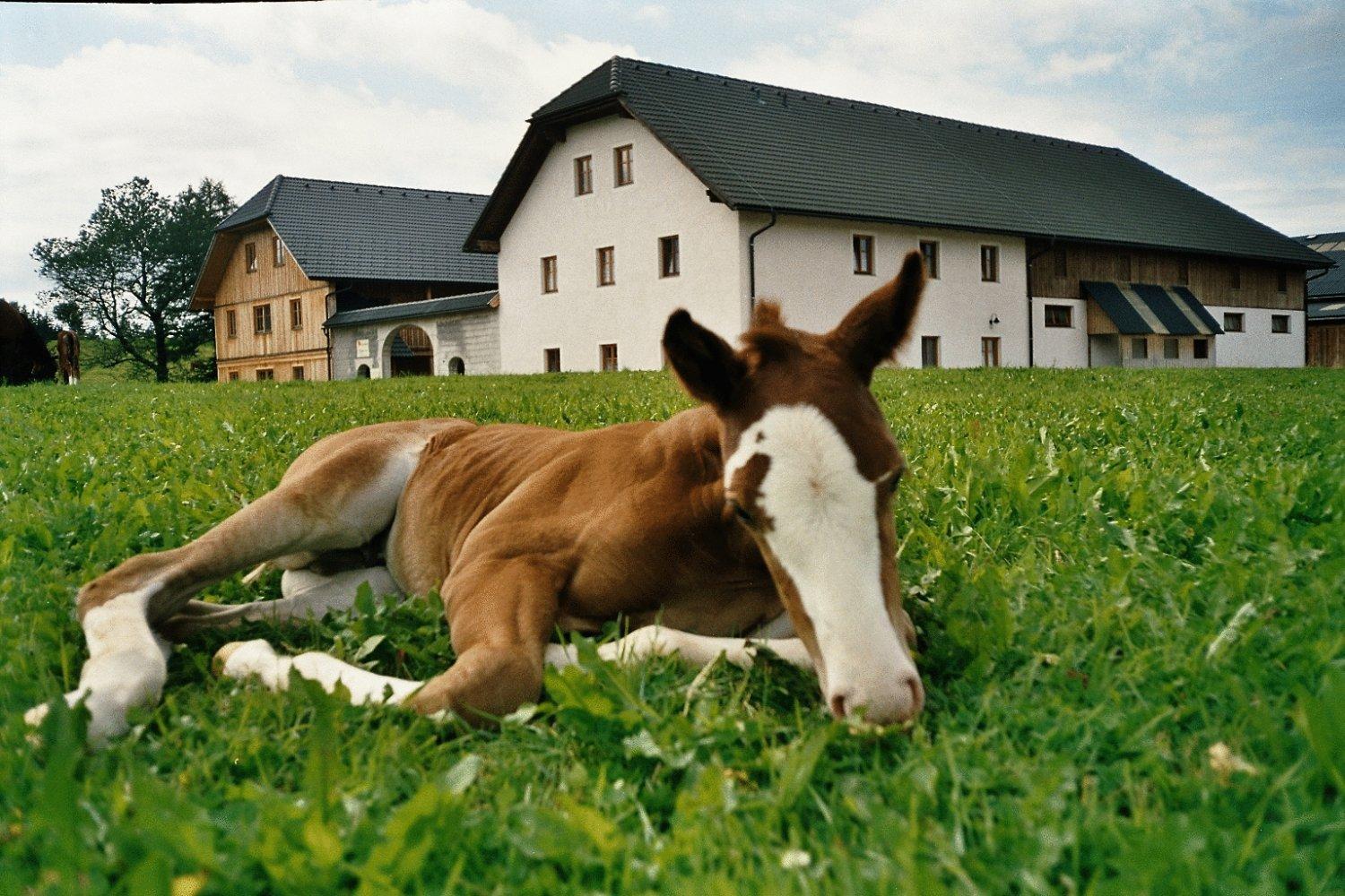 Espi-Stables Ferienhof Esterhammer Liebenau  Exterior foto
